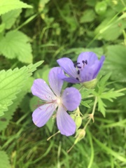 Geranium pratense