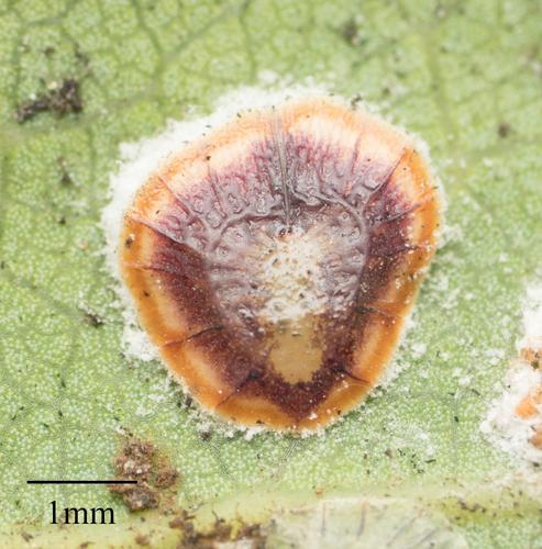 pyriform scale