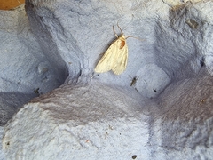 Cosmia trapezina