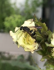 Ancistrocerus