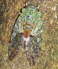 Dyticopycna semiclara