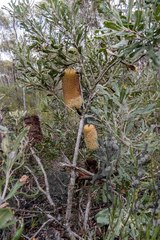 Banksia media