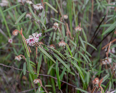 Lasiopetalum compactum