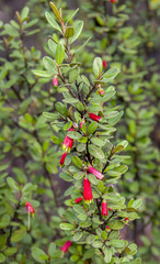 Nematolepis phebalioides