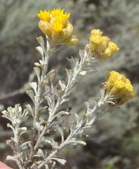 Pentzia dentata