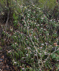 Lasiopetalum compactum