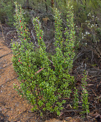 Nematolepis phebalioides
