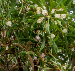 Hakea nitida