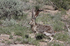 Lepus californicus