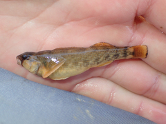 Etheostoma bellum