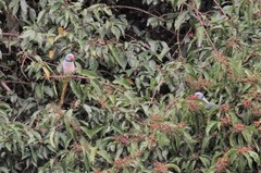 Psittacula columboides