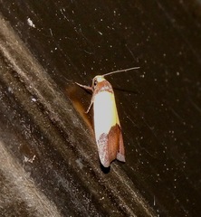 Heteroteucha kershawi
