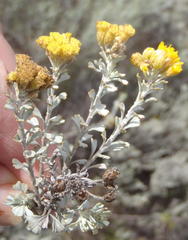 Pentzia dentata