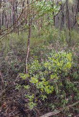 Dodonaea bursariifolia
