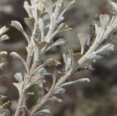 Pentzia dentata