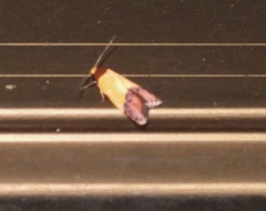 Heteroteucha kershawi