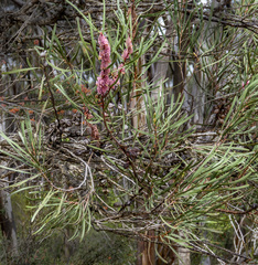 Hakea multilineata