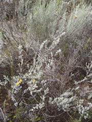 Pentzia dentata