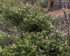 Melaleuca jonesii