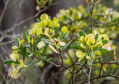 Dodonaea bursariifolia