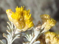 Pentzia dentata