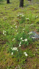 Spiraea alpina