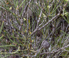 Hakea newbeyana