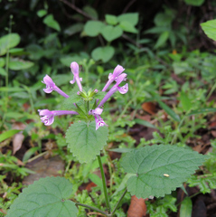 Stachys tubulosa