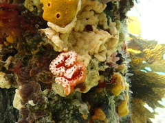 Sycozoa