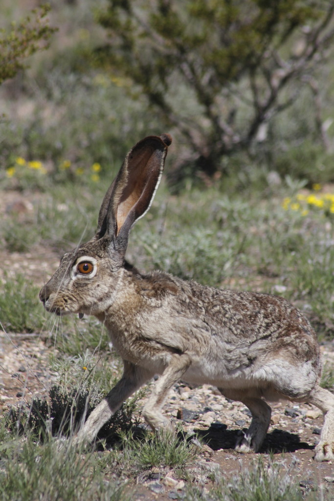 Lepus californicus asellus