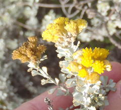 Pentzia dentata