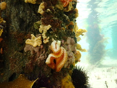 Sycozoa