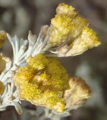 Pentzia dentata
