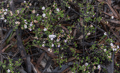 Chamelaucium ciliatum