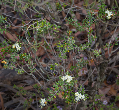 Phebalium tuberculosum