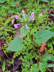 Stachys tubulosa