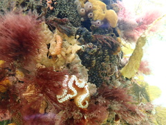 Sycozoa