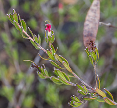 Adenanthos glabrescens exasperatus