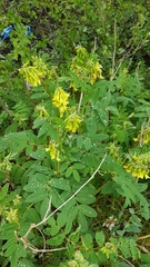 Astragalus saralensis