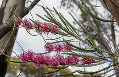 Hakea multilineata