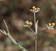 Bupleurum marschallianum