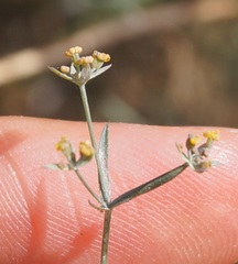 Bupleurum marschallianum