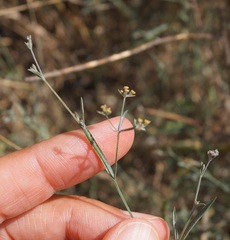 Bupleurum marschallianum
