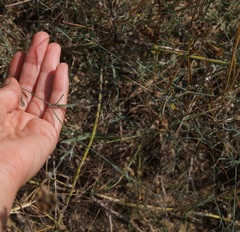Bupleurum marschallianum