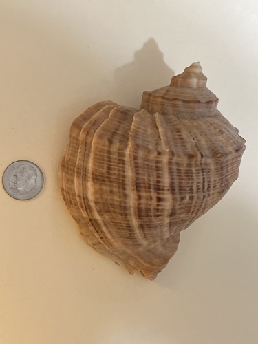 Veined Rapa Whelk