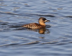 Thalassornis leuconotus