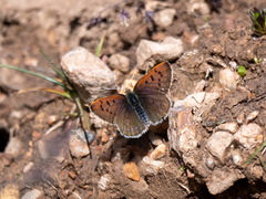 Lycaena standfussi