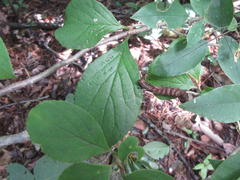 Symplocos sawafutagi