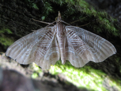 Lobogonodes complicata