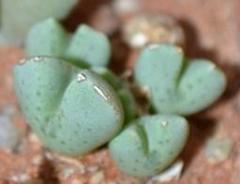Conophytum quaesitum
